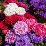 Fleurs - Reine-Marguerite Naine Déesse Variée - face recto